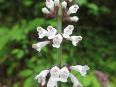 Salvia liguliloba