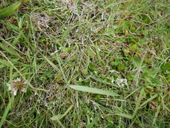 Carex colensoi