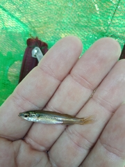 Marjorie's Freshwater Hardyhead photo 4