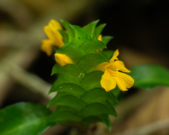 Aphelandra ornata, photograph (c) Denis Zabin, some rights reserved (CC BY)