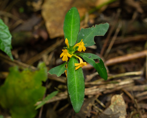 Aphelandra ornata, photograph 4