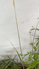 Calamagrostis viridiflavescens