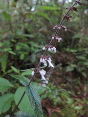Salvia liguliloba