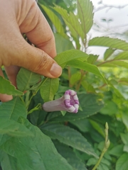 Ipomoea cairica
