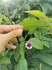 Ipomoea cairica