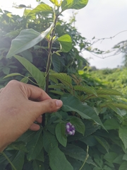 Ipomoea cairica
