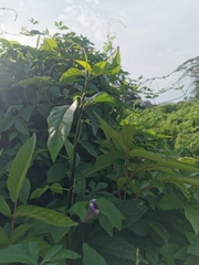 Ipomoea cairica