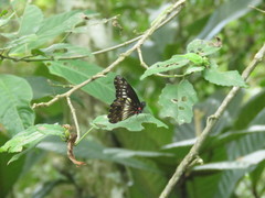 Catasticta nimbice