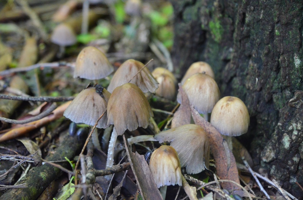 Coprinellus micaceus · December 2021 · photo: © laurabm2020 (iNaturalist, cc-by)