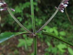 Salvia liguliloba
