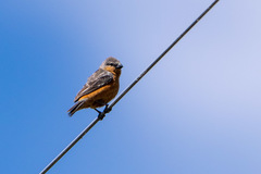 Sporophila hypoxantha