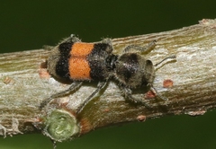 Enoclerus vetus