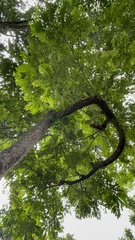 Zanthoxylum rhoifolium