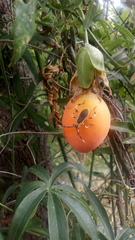 Holhymenia histrio