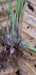 Tillandsia disticha