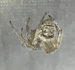 Caerostris sexcuspidata