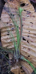 Tillandsia disticha