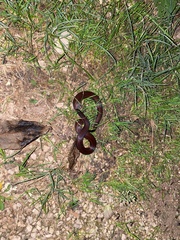 Adelphicos nigrilatum