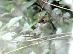 Poecilotriccus plumbeiceps