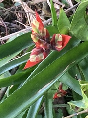 Aechmea tillandsioides