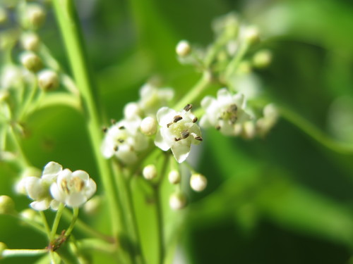Ilex suaveolens