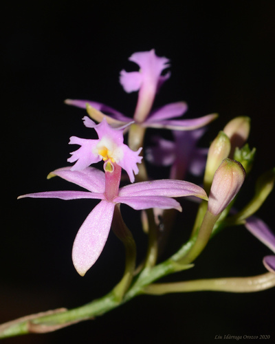 Epidendrum secundum