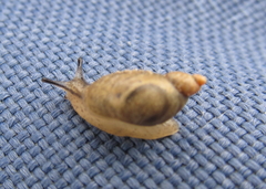 Succinea meridionalis