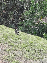 Melanerpes formicivorus