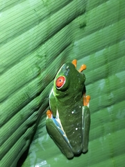 Agalychnis callidryas