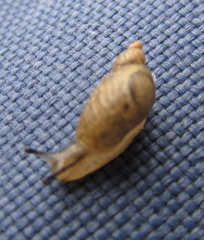 Succinea meridionalis