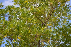 Dodonaea viscosa viscosa