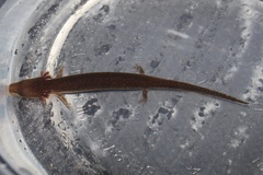 Necturus punctatus