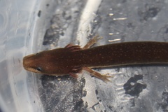 Necturus punctatus