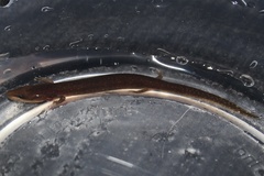 Necturus punctatus