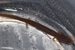 Necturus punctatus