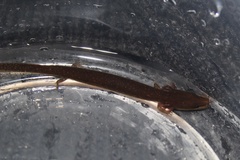 Necturus punctatus