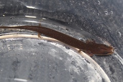 Necturus punctatus