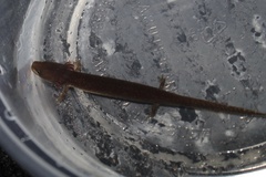 Necturus punctatus