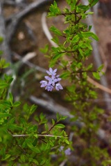 Gilia capitata abrotanifolia