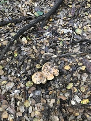 Cantharellus californicus