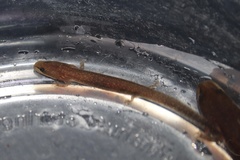 Necturus punctatus