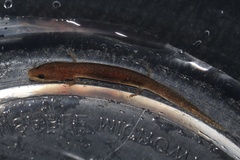 Necturus punctatus