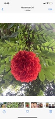 Brownea ariza