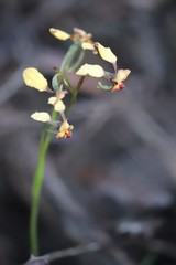 Diuris brachyscapa