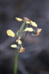 Diuris brachyscapa