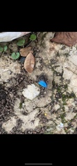 Lepidoptera