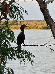 Nannopterum brasilianum