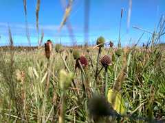 Eryngium sanguisorba