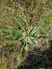 Eryngium sanguisorba