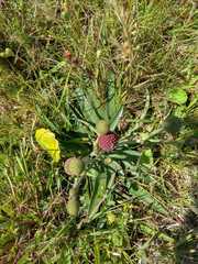 Eryngium sanguisorba